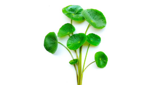 Meet the ingredient: Centella Asiatica (a.k.a. Cica)